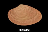 藏品(山瓜子簾蛤)的圖片